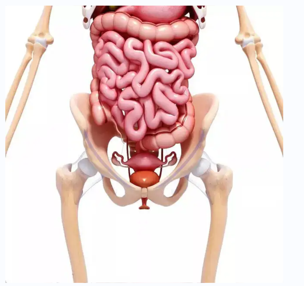 【醫療科普】:骨盆保護 【醫療科普】:骨盆保護