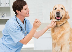 寵物DR設備 寵物DR設備